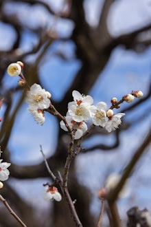 [画像2]【大阪城 梅林公園】2024年2/16 現在開花情報：中咲きが咲いてるなぁsamuraihonor.com  大阪城梅林公園2024年2月16日現在開花情報:真ん中の花が咲いているのがわかります。