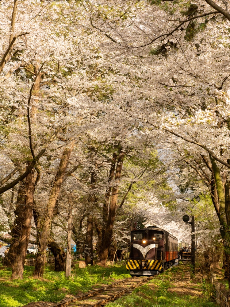 [相片1]蘆野公園這是我一直想去的地方，但今年春天我終於可以去那裡了。一條當地的鐵路穿過一排排廣闊的公園裡的櫻花樹天氣恰到好處，我能夠欣賞到櫻花盛開的田園風光。