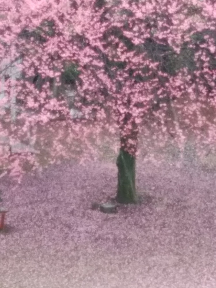 [이미지1]2 월 22 일 아침부터 비가 내리고, 집 앞에있는 천신의 붉은 매화 나무가 환상적인 풍경이되었습니다.