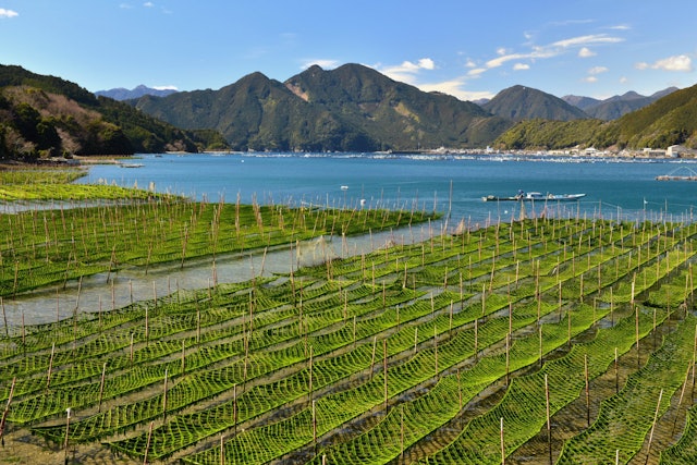 [画像1]三重県紀北町矢口浦のアオサのノリ網です。 波穏やかな海で育てられた風味豊かなアオサは３月頃に収穫されます。
