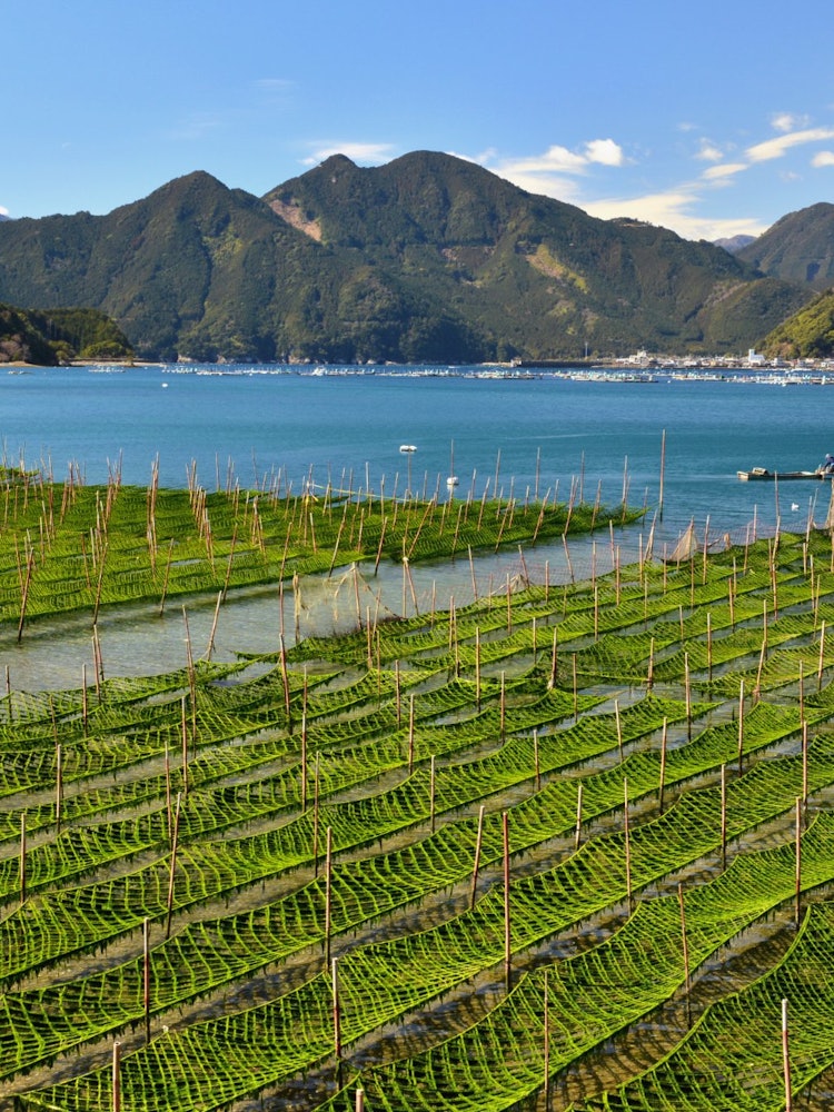 [画像1]三重県紀北町矢口浦のアオサのノリ網です。 波穏やかな海で育てられた風味豊かなアオサは３月頃に収穫されます。