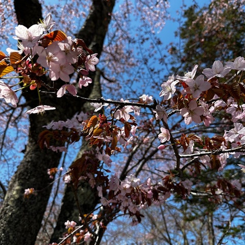 [画像1]昨日、開花宣言。 ４月中の開花など過去に例が無く… 異常気象ですね。ともあれ、ＧＷが始まり晴天で５月が始まりました。