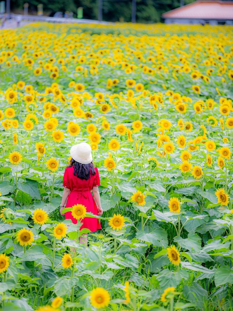 [Image1]Sunflower fieldIn Hyogo Prefecture