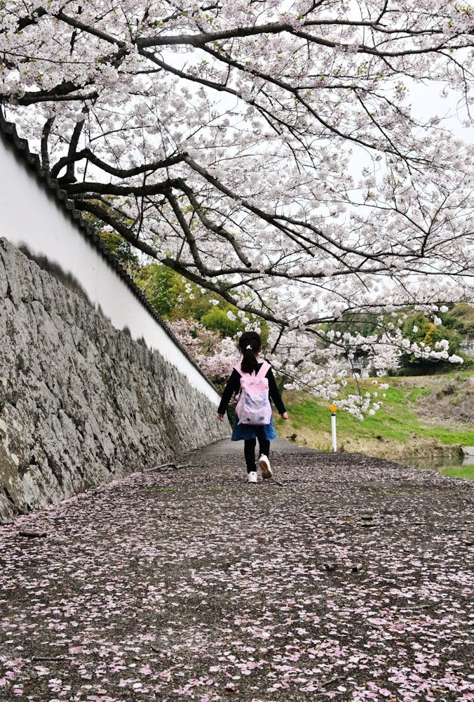 [이미지1]촬영 장소: 에히메현 사이조시 구묘지떨어지기 시작한 벚꽃길을 걷는 소녀