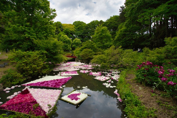 [이미지1]쓰쿠바 모란 정원꽃 뗏목은 아름답습니다. 인스타그램에 올릴 수 있는 것임에는 틀림없습니다.
