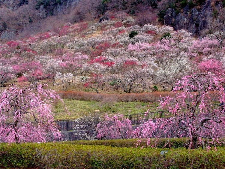 [相片1]湯河原梅花森林“梅花節”舉行！ ！！日本最大的湯河原梅花林是利用雄偉的幕山腳下美麗的自然風光而形成的，幕山也是一個地質遺跡。在湯河原梅花林中，約4000棵紅色梅花和白色梅花樹像“梅花地毯”一樣綻放，公