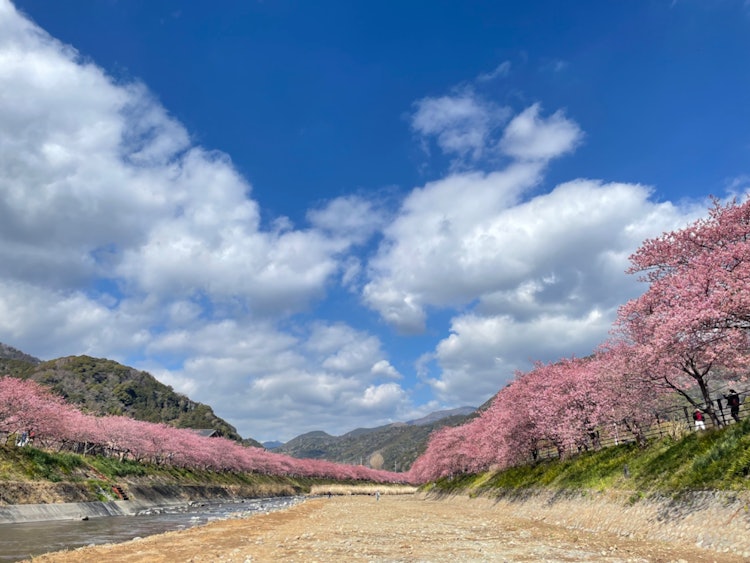 [相片1]這是靜岡縣河津町的一排河津櫻花樹。藍天和深粉色的河津櫻花之間的對比使其成為一件美麗的作品。