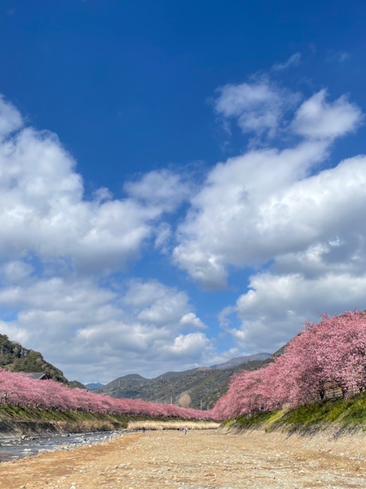 [Image1]It is a row of Kawazu cherry blossom trees in Kawazu Town, Shizuoka Prefecture.The contrast between 