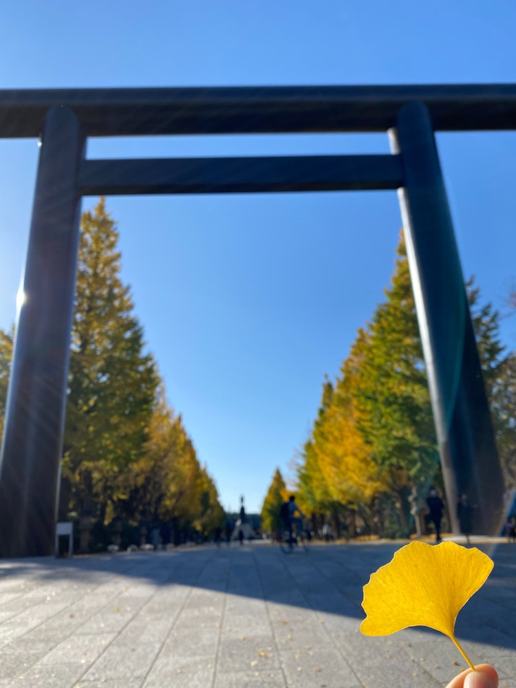[相片1]去年秋天，當我去靖國神社看銀杏時，我拍了這張照片。陽光，銀杏葉和鳥居之間的平衡非常好，今年我想再去看看！