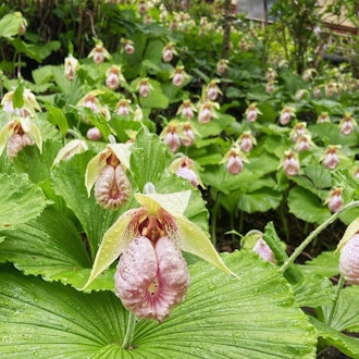 [Image2]Cypripedium japonicum(Kumagaiso) 💐 in Saruhashi TownThe Best time to visit 🎶 the Cypripedium japonic