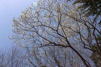 [画像2]【宮の森に春の気配】知人に呼ばれ、神社の裏手をうろうろ。足元には青いちいさな花が咲いていました。エゾエンゴサク興楽園の周りにも咲いているのだとか。スキー場の急な坂を登っていけばキタコブシの白い花が咲き