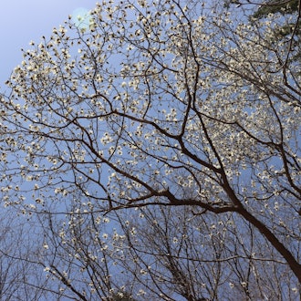 [相片2][宮林中春天的跡象]在熟人的召喚下，我在神社後面徘徊。一朵藍色的小花在我腳下綻放。Ezoengosak它也在後樂園附近開花。如果您爬上滑雪勝地的陡峭斜坡北方kobushi的白色花朵盛開。與視線水準相同
