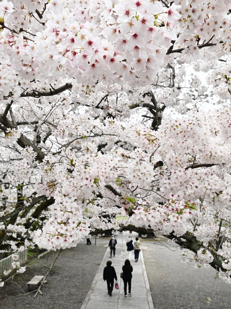 [Image1]Shooting location: Kumyoji Temple in Saijo City, Ehime PrefecturePeople enjoying the cherry blossoms