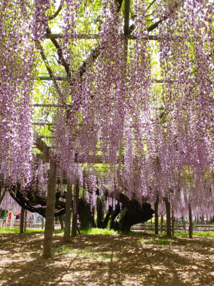 [Image1]During the beautiful wisteria season, I decided to go to a certain flower park. I triumphantly strad