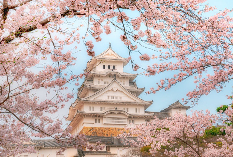 [Image1]Himeji Castle, Hyogo Prefecture Cherry Blossom FrameOn this day, I wanted to take a picturesque phot