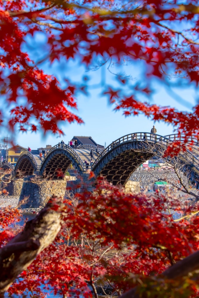 [Image1]YamaguchiKintai BridgeBridge reflected behind autumn leavesSeen during the autumn leaves and cherry 