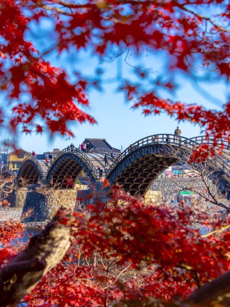 [相片1]山口锦带桥秋叶后面倒映的桥在红叶和樱花季节看到