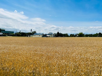 [이미지1]6 월 초, 여전히 무성한 밀밭이 황금빛으로 변하고 수확이 시작됩니다.일본 최대의 밀 오토후케 생산지입니다.수확 후 밭에서 보리 culm 롤 (젖소를위한 침대가됨)이 준비됩니다.수