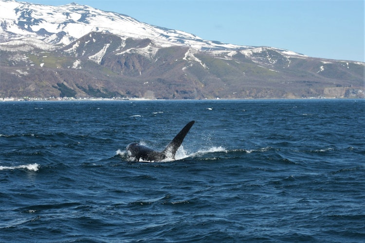 [相片1]我在北海道知床罗臼海岸遇到的虎鲸。我想再去看他们平静地游泳。