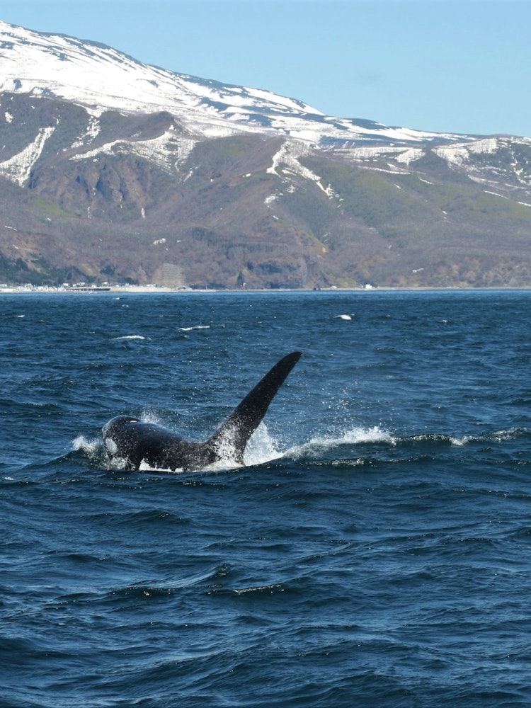[Image1]A killer whale I met off the coast of Shiretoko Rausu, Hokkaido.I would like to go see them swimming