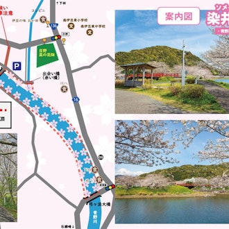 [画像1]南伊豆町では河津桜800本・ソメイヨシノ200本合わせて千本桜といわれております。河津桜の時期（2月中旬頃）が過ぎますと次はソメイヨシノの時期（例年4月上旬頃が見頃となります）となります。染井吉野(ソ