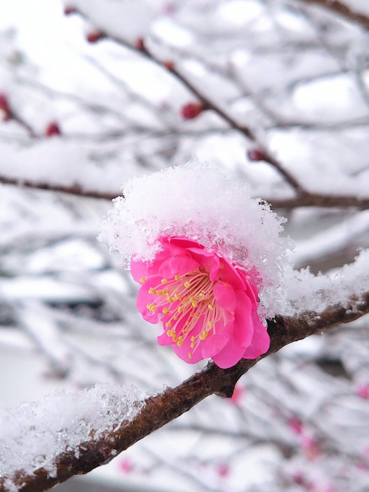 [Image1]Spring within WinterToyama 2021