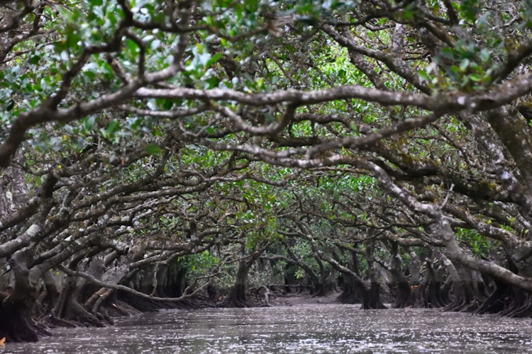 [Image1]📍 Amami OshimaYou can go through the mangroves by canoe. The feeling of canoeing through the mangrov