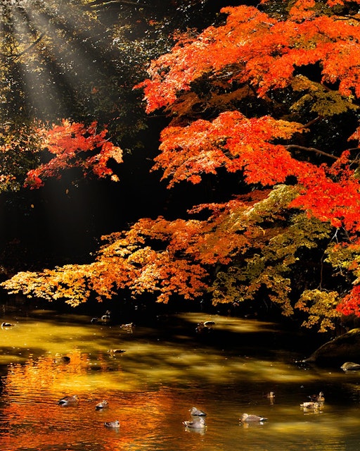 [画像1]岡山市北区にある日本三名園の一つ「岡山後楽園」は紅葉の名所でもあります。 手入れの行き届いた日本庭園の池に映る紅葉も綺麗です。