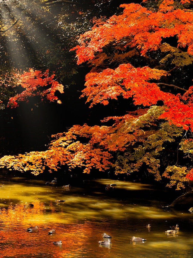 [相片1]岡山後樂園是岡山市北區的日本三大名園之一，也以紅葉而聞名。 在保存完好的日本花園的池塘中倒映的紅葉也很漂亮。