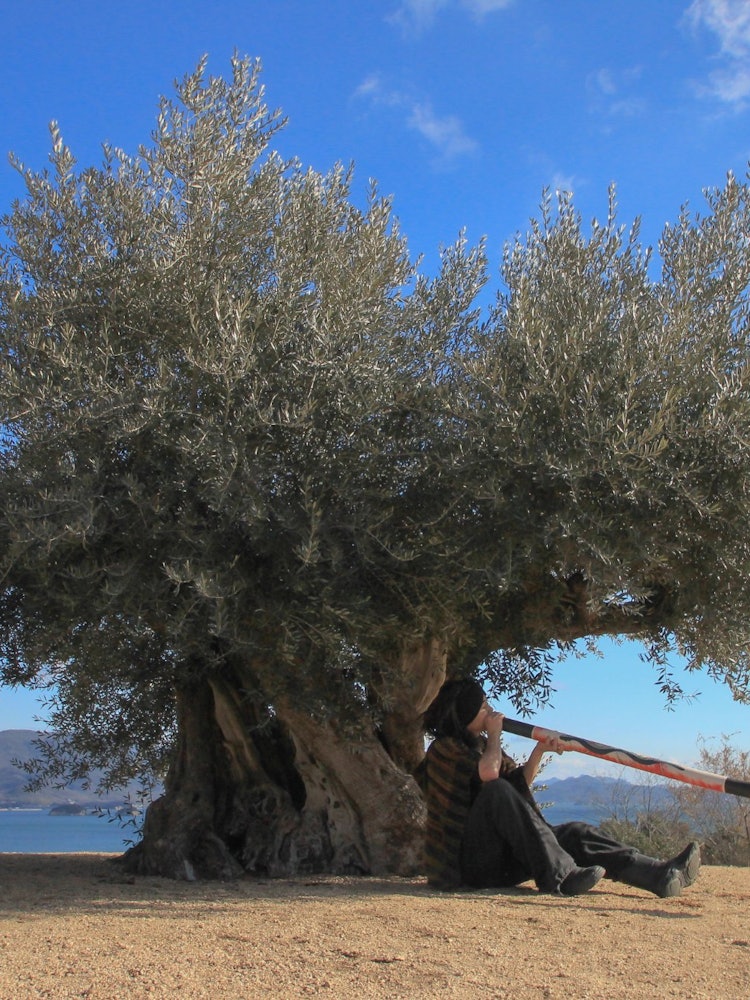 [Image1]1000-year-old olives on ShodoshimaThis large olive site towered powerfully and had a great impact, a