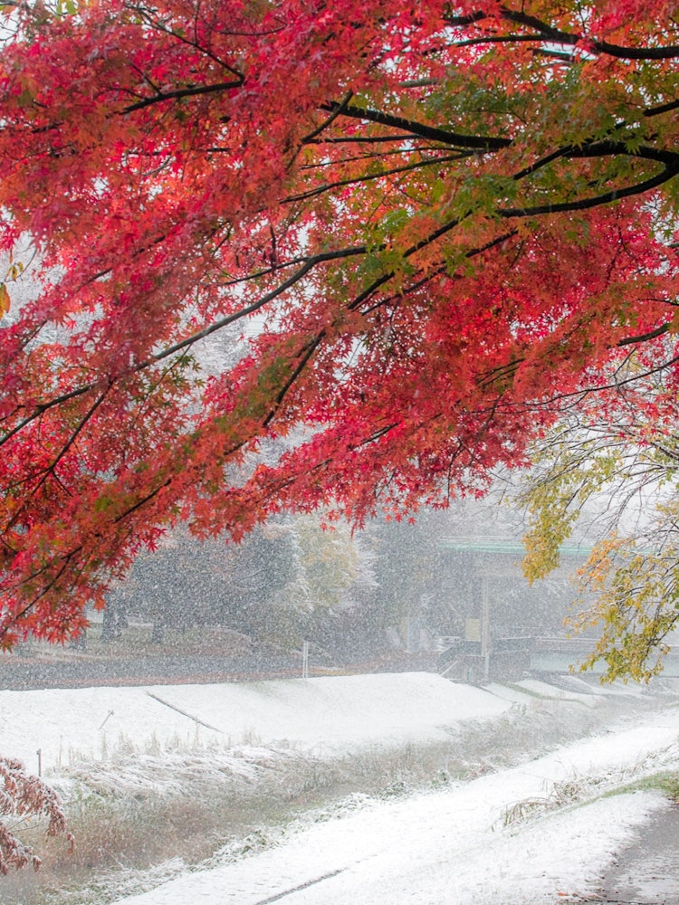 [Image1]The first snow fell in the midst of autumn leaves. The contrast between red and white was beautiful.