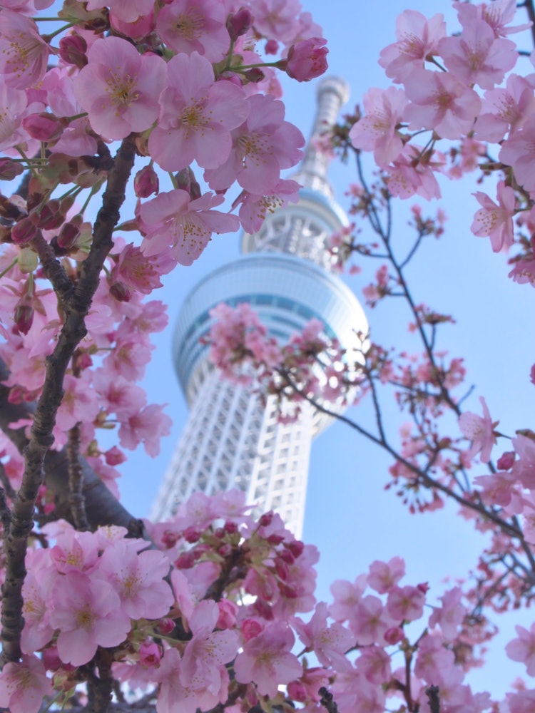 [画像1]桜ツリー満開の早咲き河津桜が、東京スカイツリーを包み込んでいました。