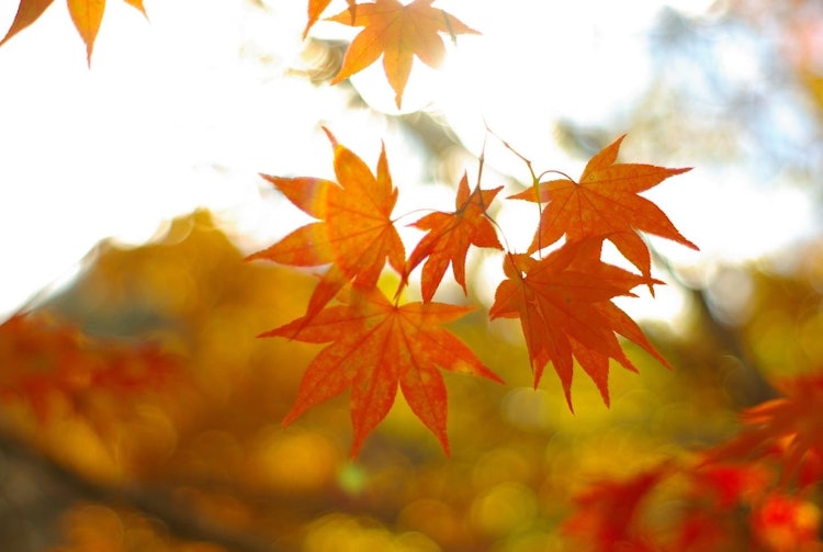 [Image1]In Yubari, the autumn leaves illuminated by the sunlight were beautiful, so I took a picture.