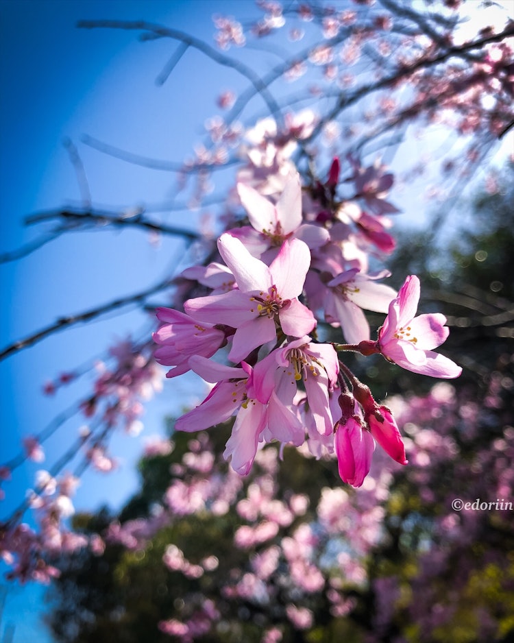 [이미지1]어린 수양벚나무(시다레자쿠라)가 에히메현 니이하마시의 화창한 봄날에 꽃을 뽐내고 있습니다.