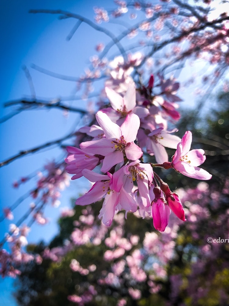 [画像1]愛媛県新居浜市の春の晴れた日に咲き誇るしだれ桜(しだれざくら)の若木。