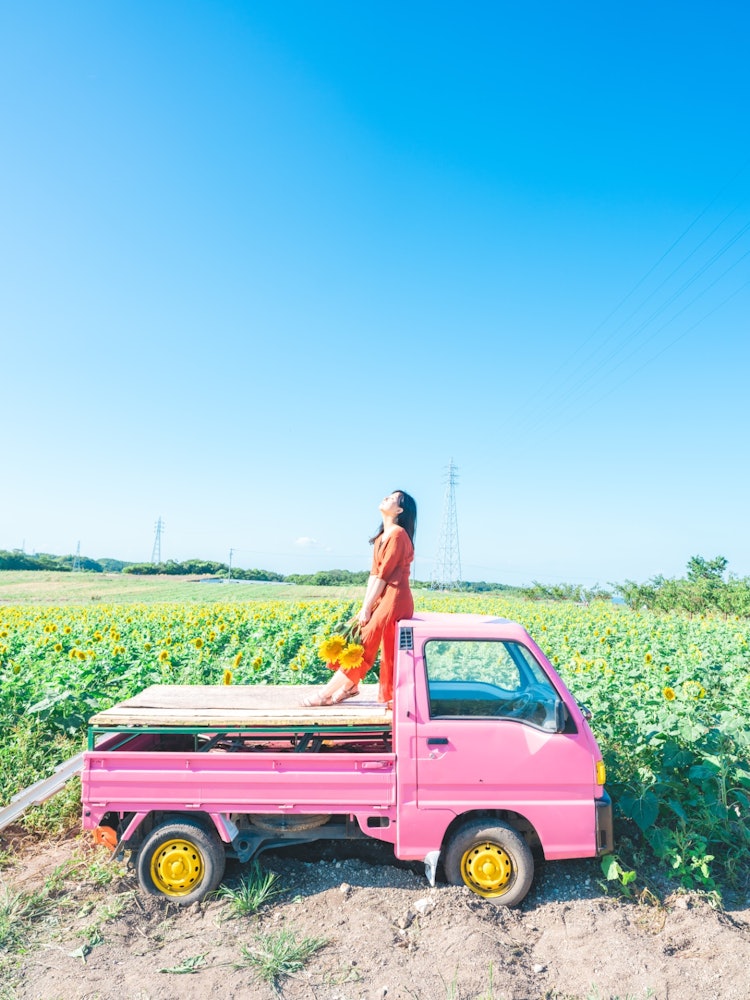 [相片1]📍 愛知縣 / 觀光農場 Hanahiroba一個旅遊農場，一年365天都在赤塔半島的頂端盛開鮮花。畢竟，這是一個可以採花帶回家的地方，所以可以像這樣與向日葵合影。 向日葵在廣袤的土地上綻放。 粉紅色