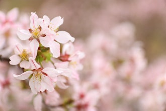 [相片1]托明公园在最北端的吉野樱花聚居地，碧白市东名公园，吉野樱花、江沟山樱花、千岛樱花、八重樱等约2000棵樱花欢迎您。 公园内有各种樱花，在不同的时间盛开，是可以长时间欣赏樱花的地方。还有一种罕见的樱花，