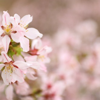 [画像1]東明公園最北端のソメイヨシノ群生地「美唄市東明公園」には、ソメイヨシノやエゾヤマザクラ、チシマザクラやヤエザクラ等など約2,000本の桜が皆様をお出迎えします。 公園内には咲く時期が異なる様々な桜があ