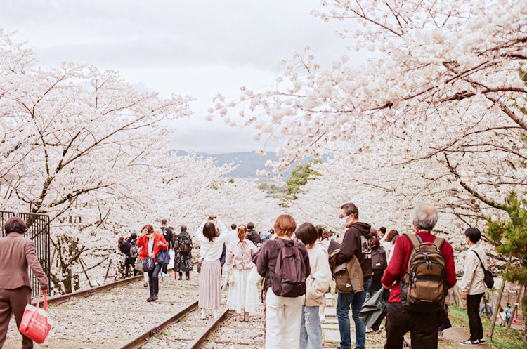 [相片1]這是我全家去京都旅行時在著名的櫻花景點「蹴上斜坡」拍攝的照片。 由於我們在春假期間去了那裡，有很多遊客，每個人都喜歡拍照。 我以前只用過單反相機，所以在旅行之前，我買了一台膠片相機，第一次嘗試使用它進