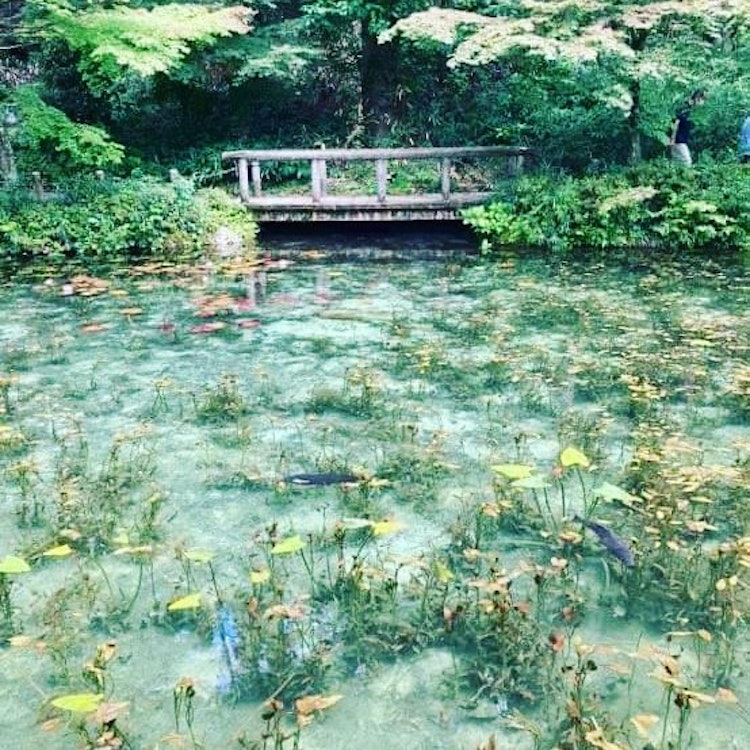[相片1]莫内的池塘/岐阜 莫内的池塘/岐阜我在岐阜縣第一次家庭旅行的最後一天訪問了這裡。 這個池塘就像莫内的「睡蓮」！ 根據天氣情況，它似乎看起來不同。 附近的根戶神社也是一個亮點。我很長一段時間以來的第一次