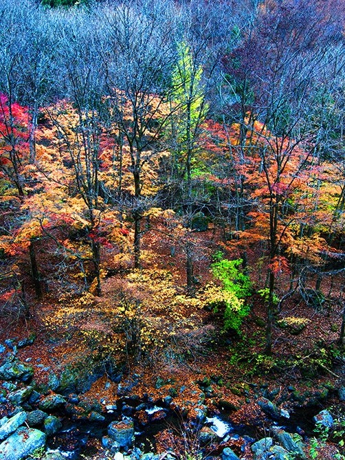 [画像1]撮影地 埼玉県秩父市枯れ木と紅葉。
