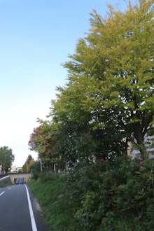 [相片1]最近我一直在尋找秋天。這是札幌的一條自行車運動路