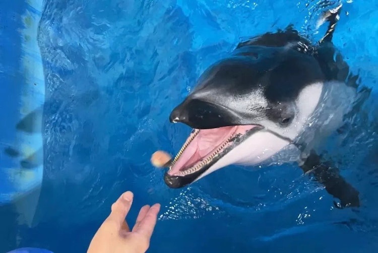 [相片1]这就是喂海豚“寇”的状态！ 还要注意🐬最左边的阴影