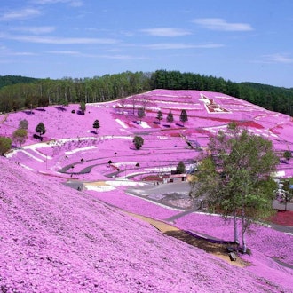[画像1]いつの間にか5月がやってきて、北海道の芝桜の季節はもうすぐです!超夢のような東島琴芝桜まつりは5月3日(水)に開催され、5月末まで続きます。 日中は桃ピンクの夢の花塚のほか、夜はイルミネーションも楽し