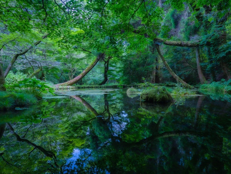 [相片1]“兩個世界”地點名稱：山吹水源我很高興我能夠拍出如此美麗的反光照片！ 綠樹成蔭很美，可以感受到夏天的味道！