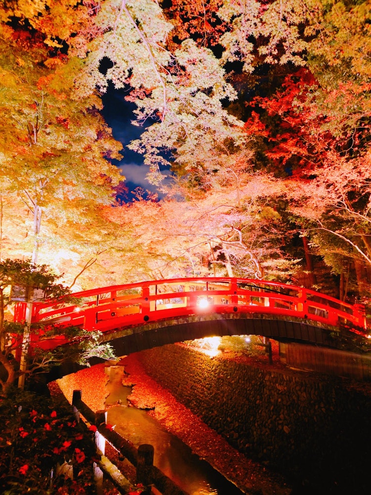 [Image1]Illumination of Kitano 🍁 Tenmangu Shrine
