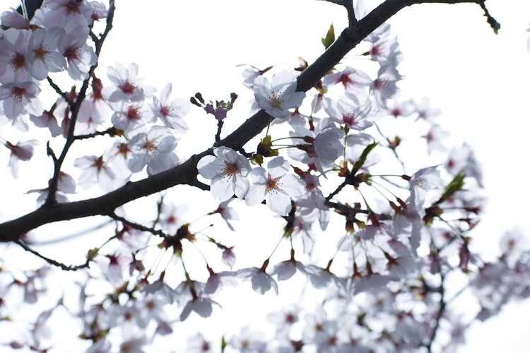 [이미지1]【일본의 봄】우리 동네의 강바닥을 거닐다가 만개한 벚꽃을 만났습니다. 투명한 꽃잎은 매우 아름답습니다.벚꽃의 아름다움과 덧없는 분위기를 전할 수 있으면 기쁩니다.트위터 @paya_
