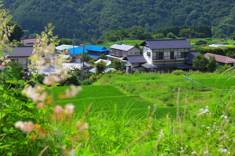 [相片1]这是神奈川县西部的宁静风景绿色的稻田生动而美丽。