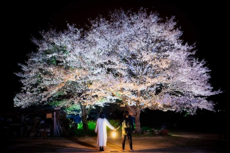 [相片1]在兵庫縣紫蘇市，像兩對夫婦一樣矗立的櫻花並不出名，但是當我在紫蘇市尋找櫻花景點時，我碰巧遇到了這朵櫻花，之後，它成為這棵櫻花樹下的放鬆場所，我一家人白天吃午飯，它成為我們家的櫻🌸花觀賞點，晚上我在我最