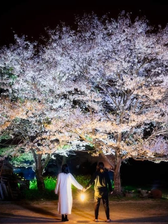 [Image1]It is not famous for cherry blossoms that stand like two couples in Shiso City, Hyogo Prefecture, bu